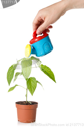 Image of hand watering a plant 