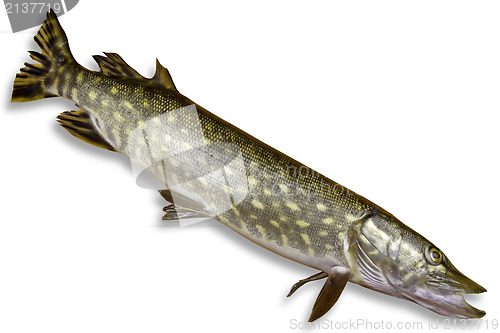 Image of pike fish