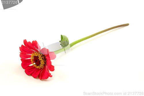 Image of red zinnia flower