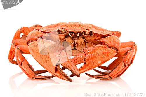 Image of red crab on white background