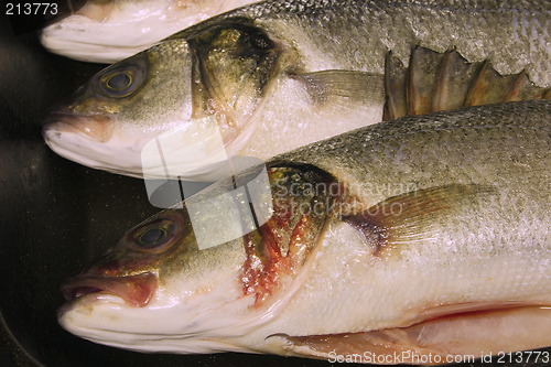 Image of fresh sea bass