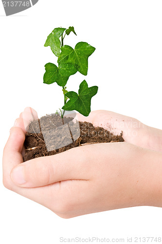 Image of Green plant in the hands