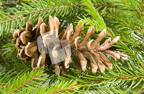 Image of fir branch with old dry cone