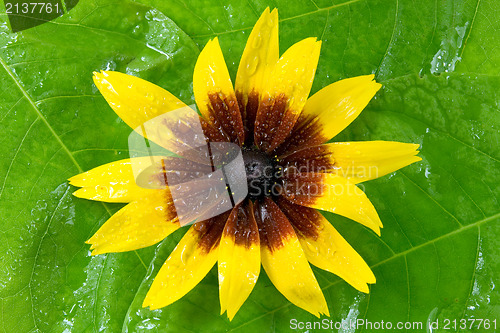 Image of yellow flower on the green leaf
