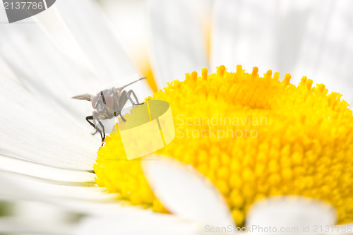 Image of  fly  on the blooming daisy