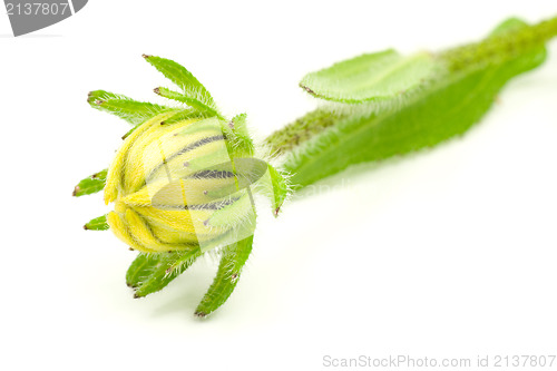 Image of green plant with yellow bud 