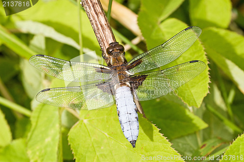 Image of dragon fly sitting on a branch