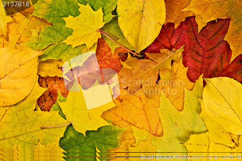 Image of vivid background of fallen autumn leaves