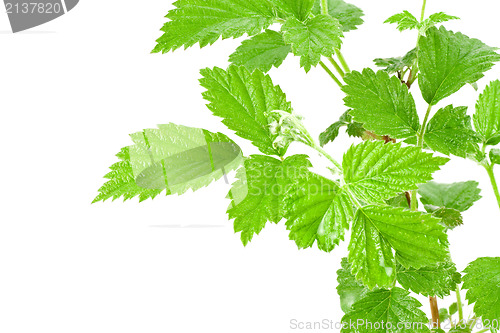 Image of leafy plant