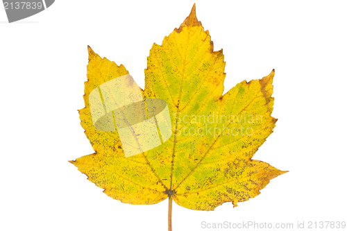 Image of Rusty maple leaf as an autumn symbol