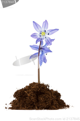 Image of flower grow in the soil 