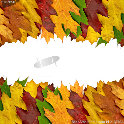 Image of autumn leaves border