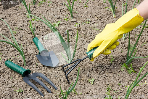 Image of garden work - weeding 