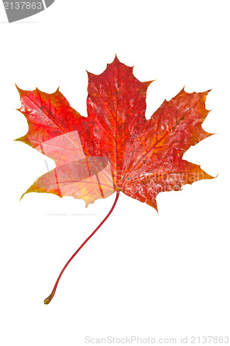Image of Red maple leaf as an autumn symbol