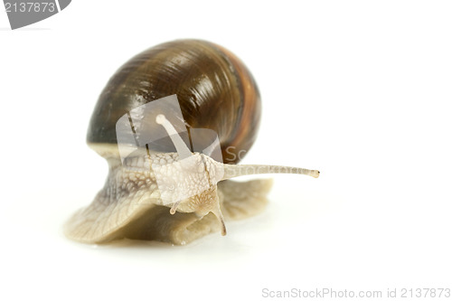 Image of snail over white background