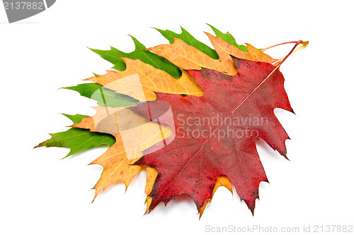 Image of three autumnal maple leaves