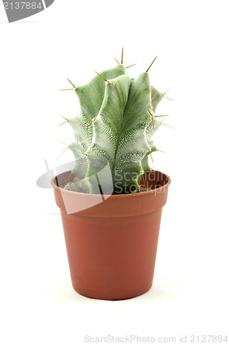 Image of Green spikey cactus 