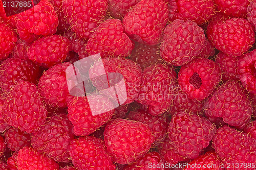 Image of freshly picked ripe raspberries 