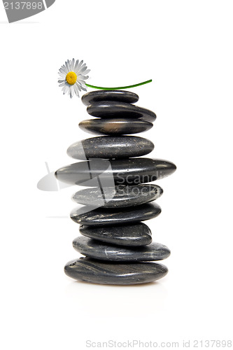 Image of daisy on the tower of stones