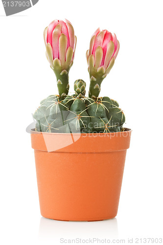 Image of blooming cactus  over a white background