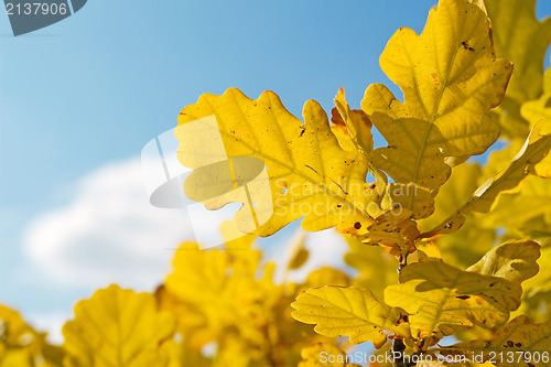 Image of yellow autumnal foliage