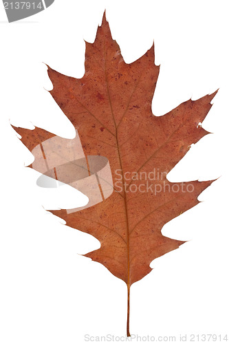 Image of old dry leaf