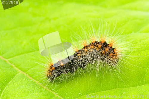 Image of small hairy caterpillar on the leaf