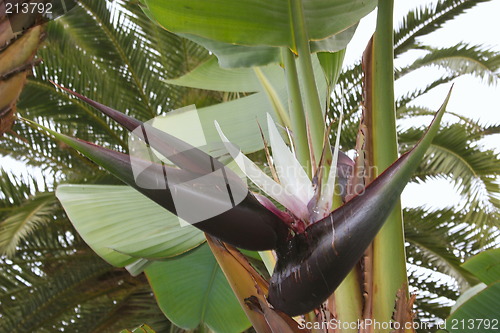 Image of bird of paradise plant