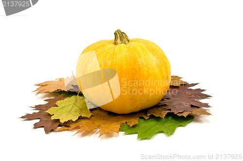 Image of pumpkin and autumnal leaves