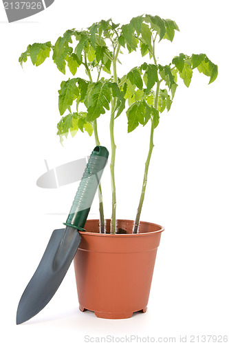 Image of tomato plant and garden shovel