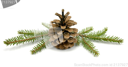 Image of  Cone and fir branches