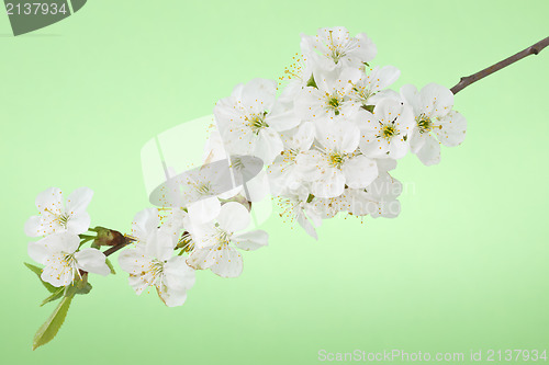 Image of cherry blossom branch