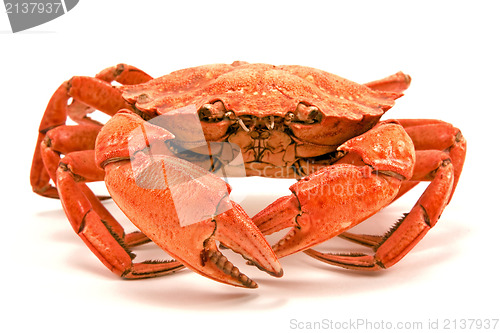 Image of boiled crab