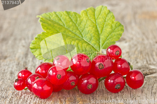 Image of red currant 