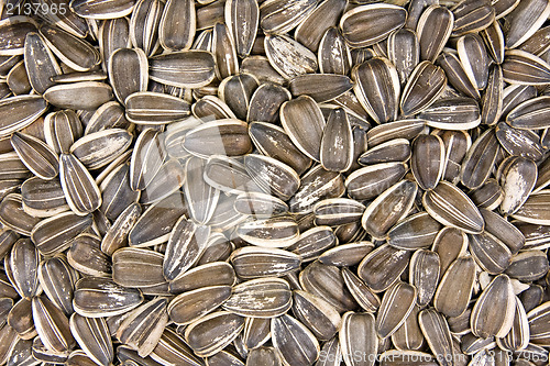 Image of dried sunflower seeds