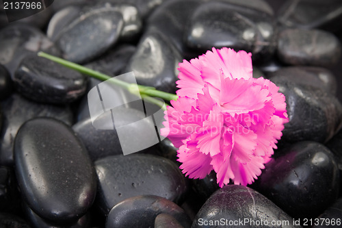 Image of carnation flower on the black stones