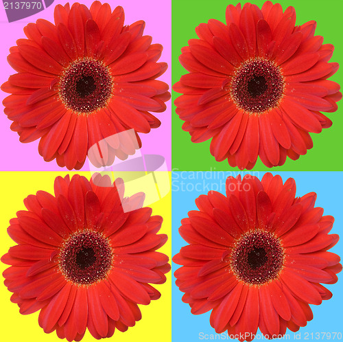 Image of four red daisies