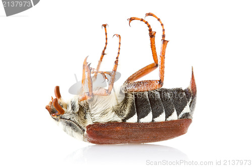 Image of dead cockchafer bug