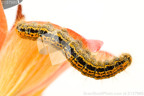 Image of colorful caterpillar on flower