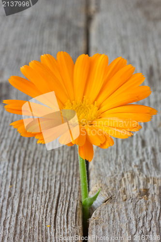 Image of flower growing in old wood floor
