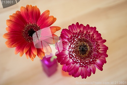 Image of Two gerbera