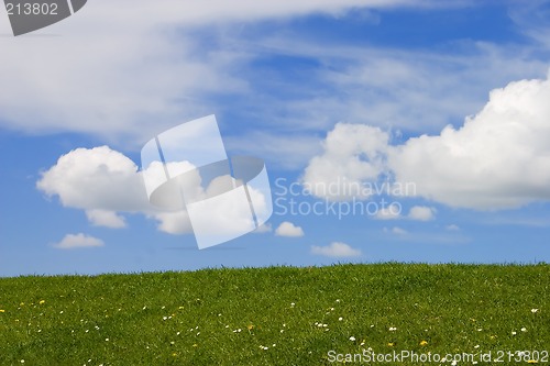 Image of Green grass and blue sky