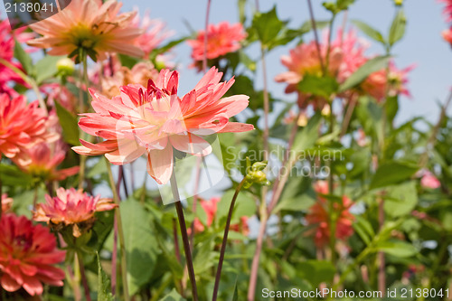 Image of  red dahlias summer field