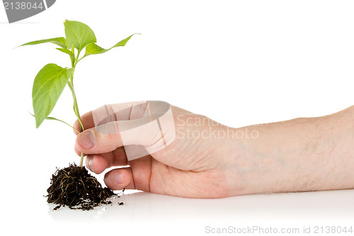 Image of Young plant in hand 