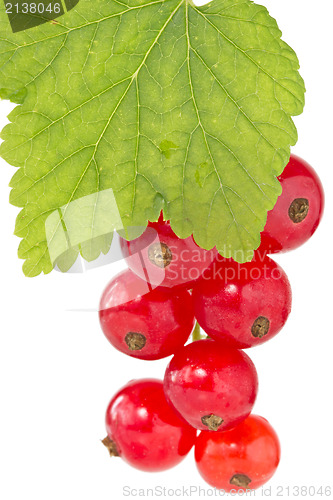 Image of branch of red currant