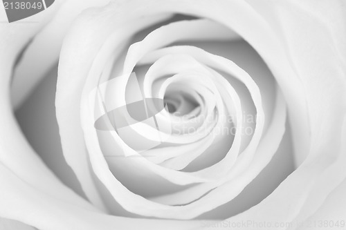 Image of b/w rose