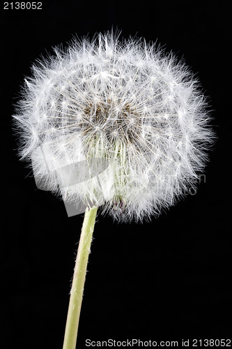 Image of white dandelion on a black background
