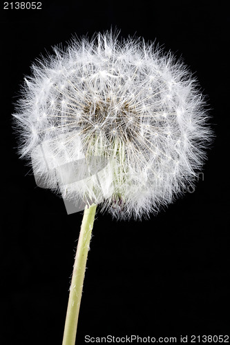 Image of white dandelion on a black background