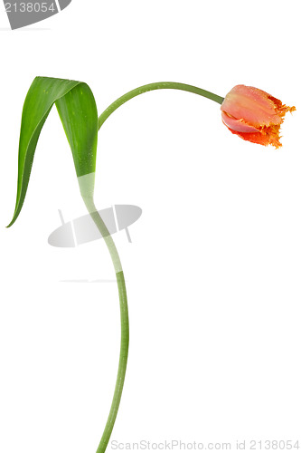 Image of red tulip isolated on white