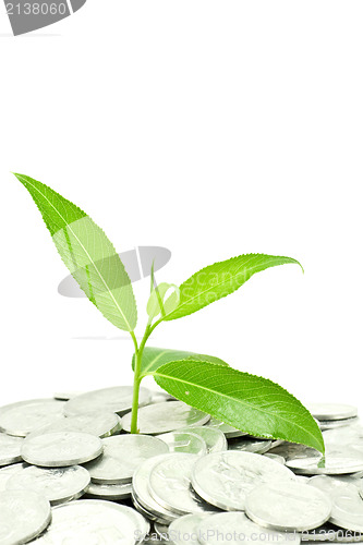 Image of plant and coins isolated on white